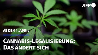 CannabisLegalisierung Das ändert sich ab dem 1 April  AFP [upl. by Einwahr]