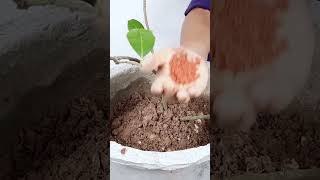 Potash Fertilizer Benefits How to Use Potash Fertilizer for Plants Potassium Fertilizershorts [upl. by Aerdnod]