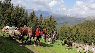 URCATUL OILOR sus la STÂNĂ în munții RODNEI  Miei luați de APĂ  Recondiționarea STÂNEI după iarnă [upl. by Tamara402]