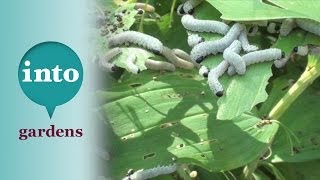 Sawfly larvae go mad on the Solomons Seal [upl. by Osy130]