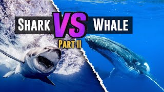 Sharks and Whales We explore even more amazing characteristics [upl. by Hardden]