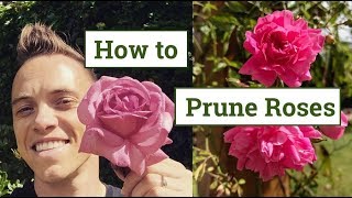 How to Prune Roses the Beginners Guide [upl. by Khai]