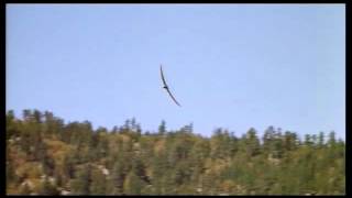 Pterodactyl caught on tape 2014 [upl. by Prince]