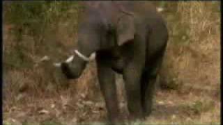 En el vientre materno  Animales El Elefante 15 [upl. by Nole]