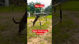 Basic Hadle jump training for dog ✅ yutubeshorts dogtraining shortsfeed trending [upl. by Don186]