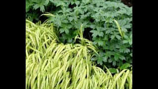 Home Gardener  Carex and Hakonechloa Grasses [upl. by Innek]