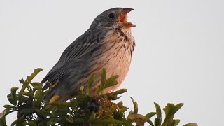 Male Cirl Bunting in the village  first time ive seen one and 2nd record for County Durham [upl. by Adnicul]