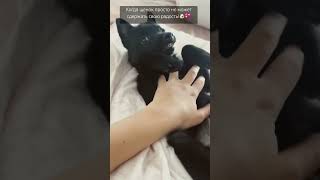 schipperke собака шипперке schipperkepuppy puppy [upl. by Otsirc]