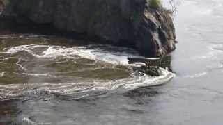 Reversing Falls St John NB Bay of Fundy [upl. by Chaffee272]