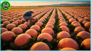 The Most Modern Agriculture Machines That Are At Another Level How To Harvest Pumkins In Farm ▶9 [upl. by Dolf]