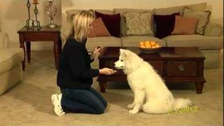 How to Train Your Dog to Shake Hands For Dummies [upl. by Wendalyn323]