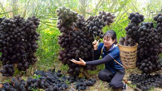 AMAZINGHarvest Snake Skin Fruit Salacca Go to sell  Have you ever eaten this fruit Its great [upl. by Ardnued]