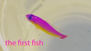 Vlog 5 A Very Special First Fish Aberrant Diadema Dottyback [upl. by Danieu]