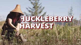 Picking Huckleberries with the Muckleshoot Tribe [upl. by Avraham]