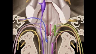 Cranial nerves IX X XI amp XII [upl. by Nerual667]