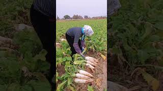 radish harvest shots shortsfeed agriculture [upl. by Leugim]