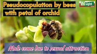 Orchid Ophrys showing mutualsim with bees Pseudocopulationsexual deceitpetal like female bees [upl. by Darom]