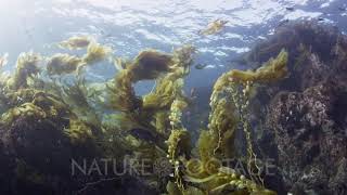 Kelp Forest ScenicKelp Swaying In Current [upl. by Arbed]