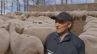 Çka ka të veçantë kjo fermë e deleve në Prizren [upl. by Ahsieit]