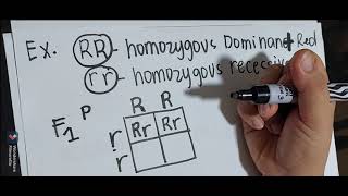 How to determine Genotypic Ratio and Phenotypic Ratio in monohybric crossing using punnett square [upl. by Nahtam190]