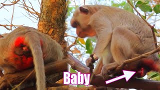 Pitiful Mom​ strives to get her baby out of the womb  Adorable Wildlife Trips [upl. by Kcolttam]