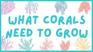 What Do Corals Need to Grow  Explore Marine Biology [upl. by Aicertal566]