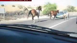 מדהים סוס דוהר על מכונית  horse riding on a car [upl. by Oiralih]