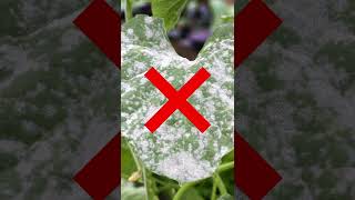 Treat Powdery Mildew in Your Lawn amp Landscaping [upl. by Allrud]