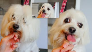 Maltese Full Grooming Video in Steps [upl. by Ogren662]