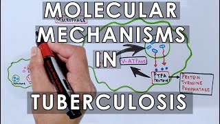 Molecular Mechanisms in Tuberculosis [upl. by Ynove944]