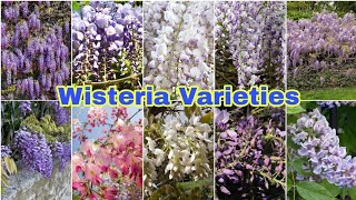 Best Wisteria Flower Varieties [upl. by Eenobe]