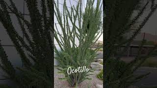 Ocotillo ocotillo desierto music [upl. by Alihs]