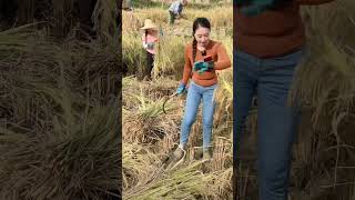 Harvesting rice in the fieldunhusked ricevillage farmlife [upl. by Anifad]