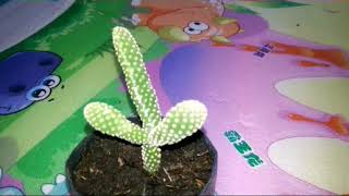 Spesies Opuntia Microdasys Bunny Ears Cactus [upl. by Prunella]