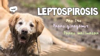 Leptospirosis sa aso symptoms at possible Treatment Tagalog [upl. by Mond]