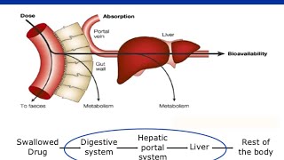 What is First pass metabolism of Drugs [upl. by Relyt]