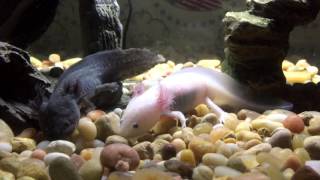 Leucistic and Melanoid Axolotls [upl. by Jewett]