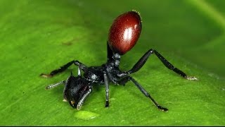 Cephalotes atratus contaminada por Myrmeconema neotropicum [upl. by Neelram]