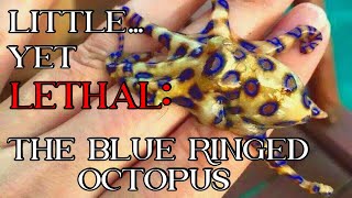 Little Yet Lethal The Blue Ringed Octopus [upl. by Adnoek60]