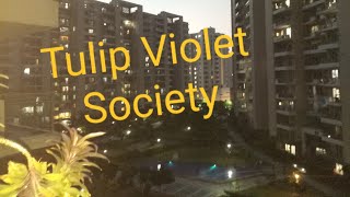 Tulip Violet Society Nice Living 👍👌 [upl. by Stormi]