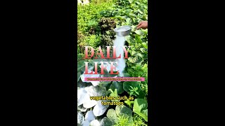 Baking Soda On Vegetables gardening farming vegetables bakingsoda [upl. by Aivin]