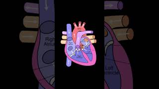 A level biology edexcel A SNAB  Structure of the heart [upl. by Esli]