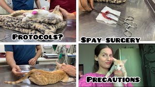 Stray  Persian Cat Spayed Surgery Before \ Aftercare  Thing you should Do Don’t Full information [upl. by Malim]