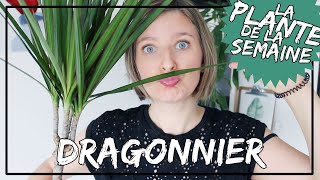 🌿 Le Dragonnier  entretien arrosage et exposition laplantedelasemaine​ [upl. by Nylyahs52]