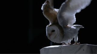 The silent flight of an owl  Natural World Super Powered Owls Preview  BBC Two [upl. by Haidebez]