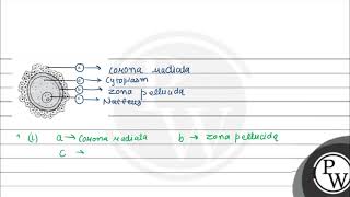 Given below is a diagrammatic representation of a human ovum\nampnbsp\ni Identify the parts [upl. by Anissej]