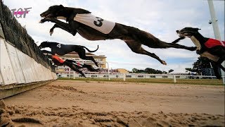 Greyhounds  Hurdle Racing [upl. by Nivled]