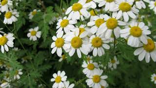 How to Grow Feverfew [upl. by Soinotna]