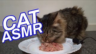 asmr cat eating 6 [upl. by Lona170]