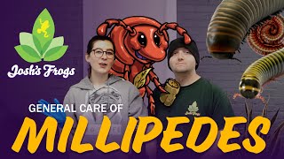 How To Keep Millipedes as Pets [upl. by Elmira]